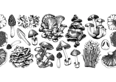 Mushrooms seamless pattern. Artistic autumn forest plant border. Fall background with edible fungi sketches. Hand drawn healthy food, fungal protein vector illustration. Repeating design for print